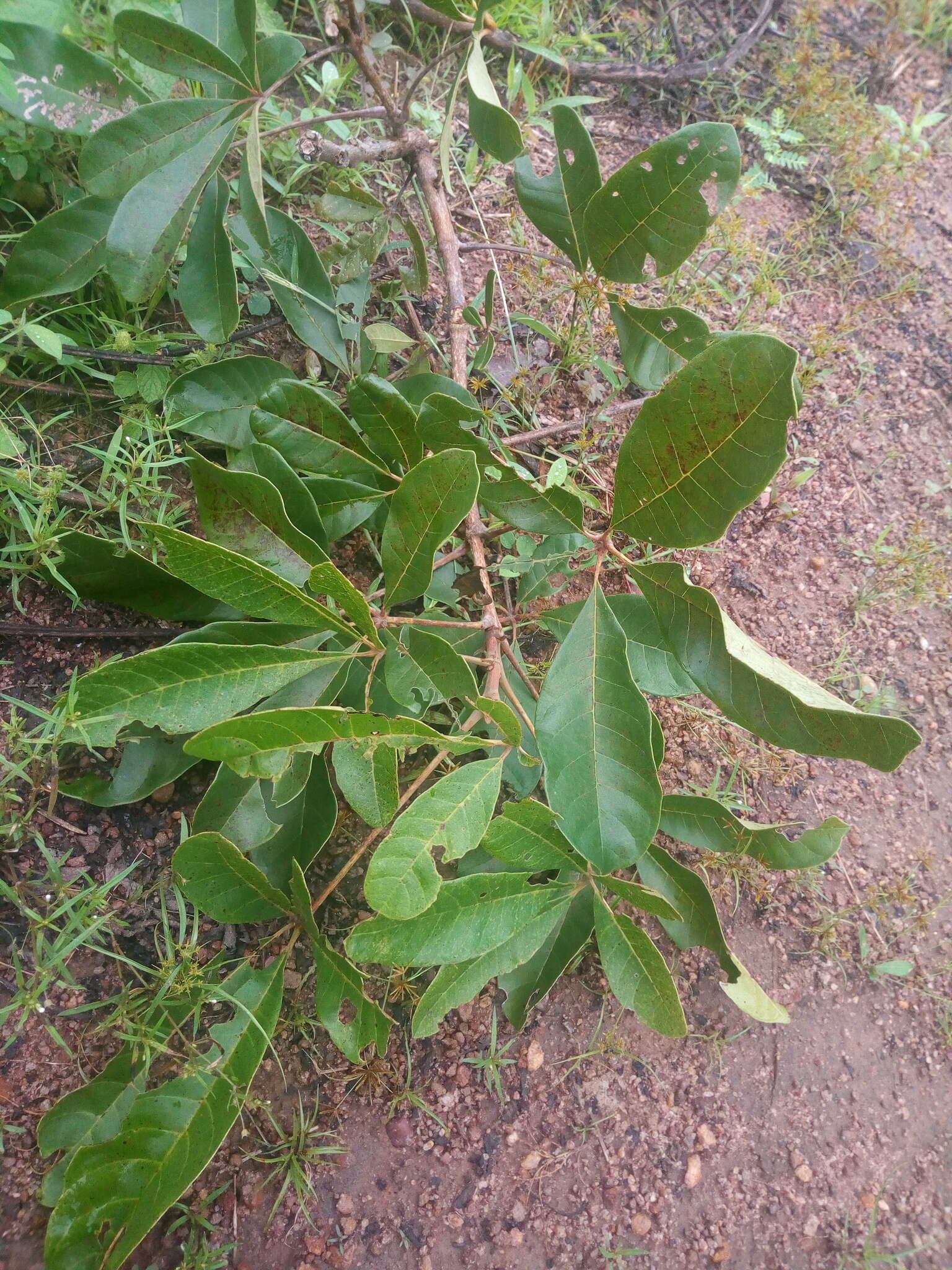 Image of black plum