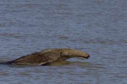 Image of Giant anteaters