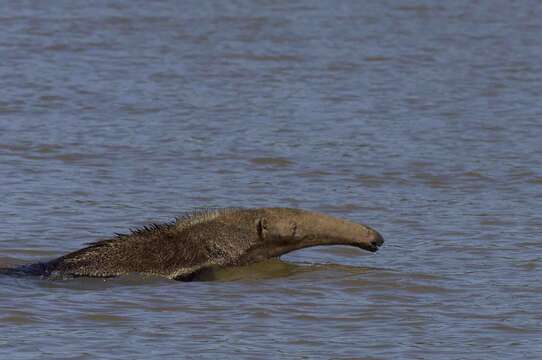 Image of Giant anteaters