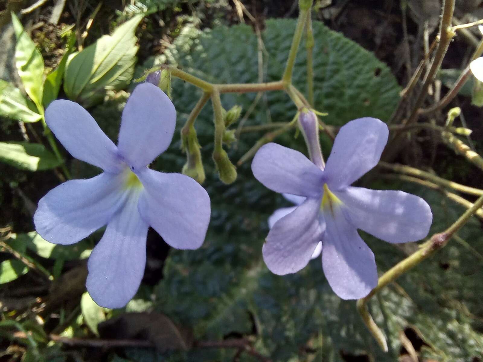 Streptocarpus polyanthus subsp. verecundus Hilliard resmi