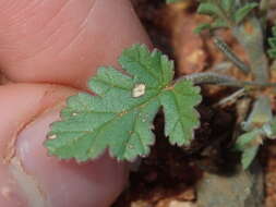 Image of Australian stork's bill