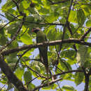Image of Blyth's Parakeet