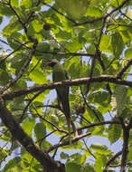 Image of Blyth's Parakeet