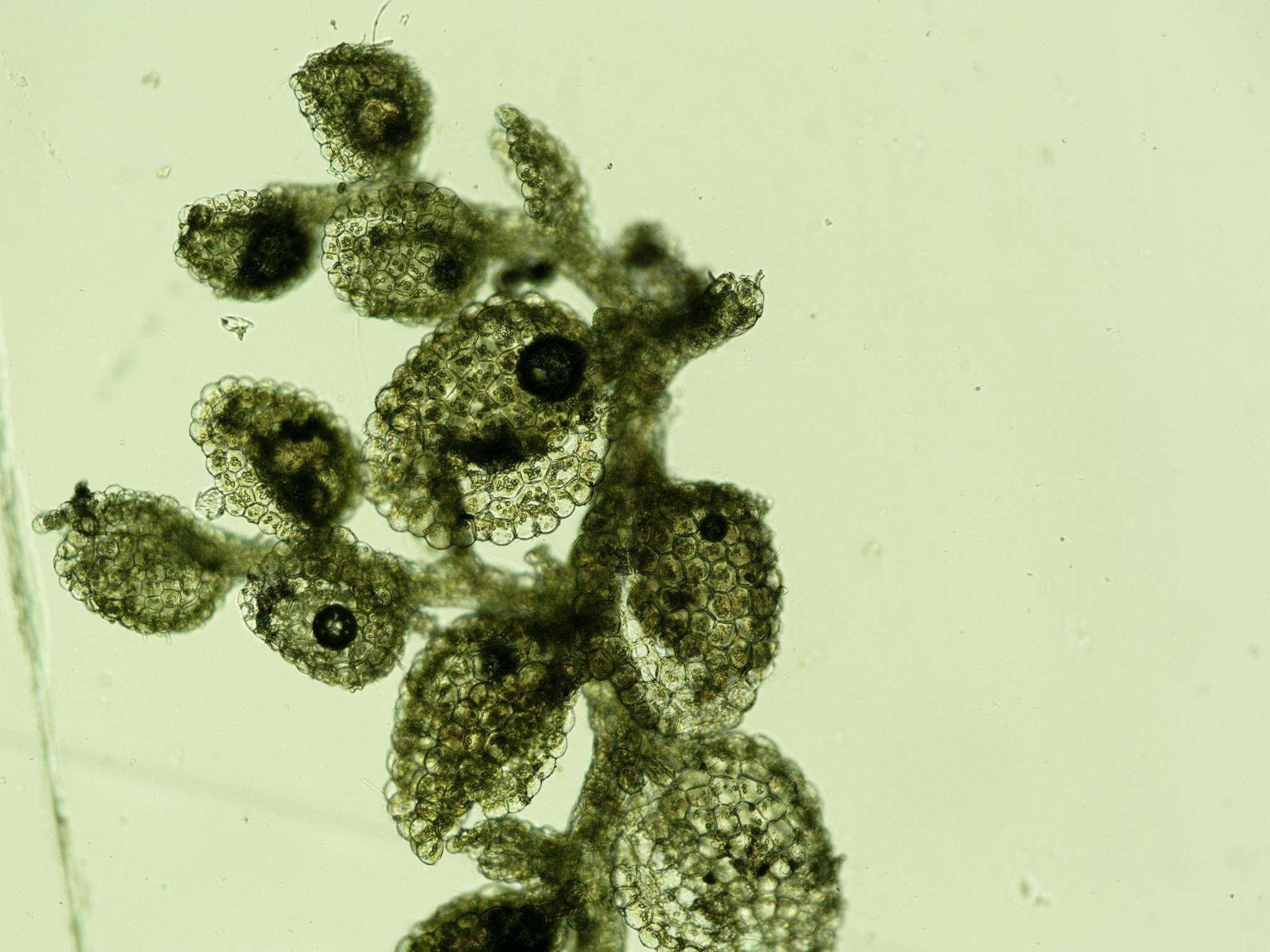 Plancia ëd Myriocoleopsis minutissima (Sm.) R. L. Zhu, Y. Yu & Pócs