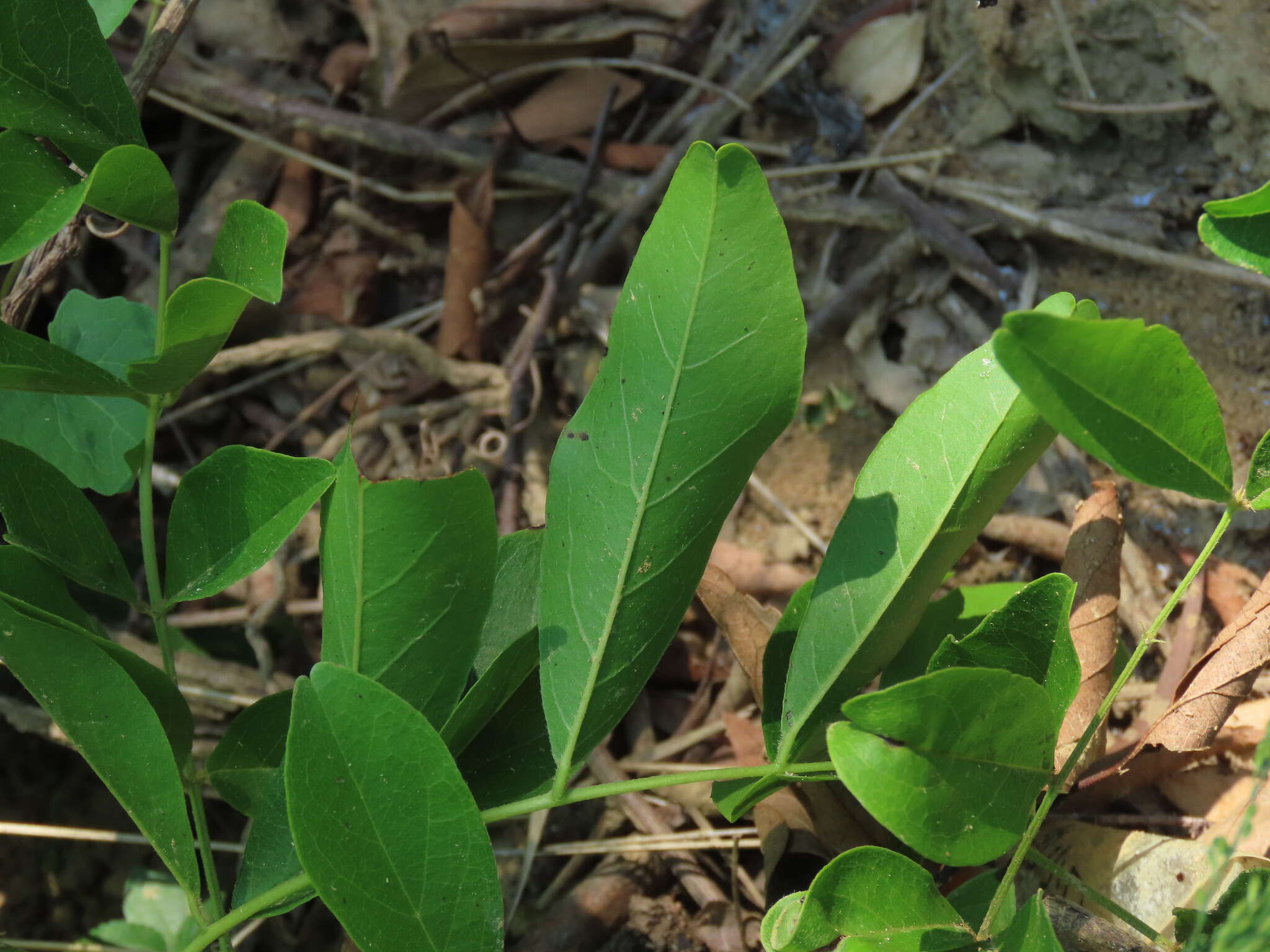 Image of Callerya nitida (Benth.) R. Geesink