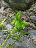 Image of Arabis stelleri DC.