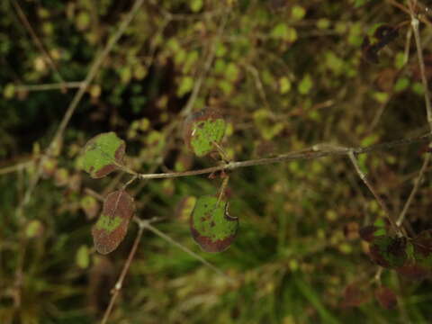 Image of Coprosma rotundifolia A. Cunn.