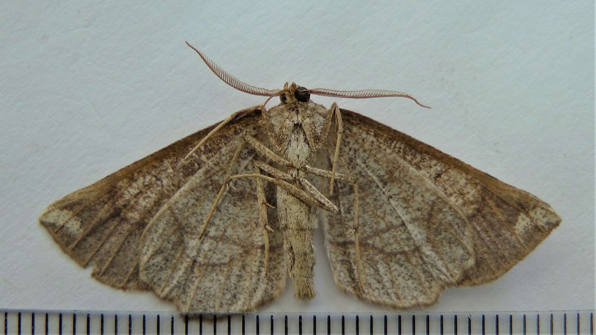 Image of Scrub Euchlaena