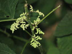 Image of Canadian woodnettle