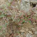Image of Euphorbia peninsularis I. M. Johnst.