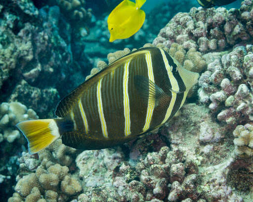 Слика од Zebrasoma veliferum (Bloch 1795)