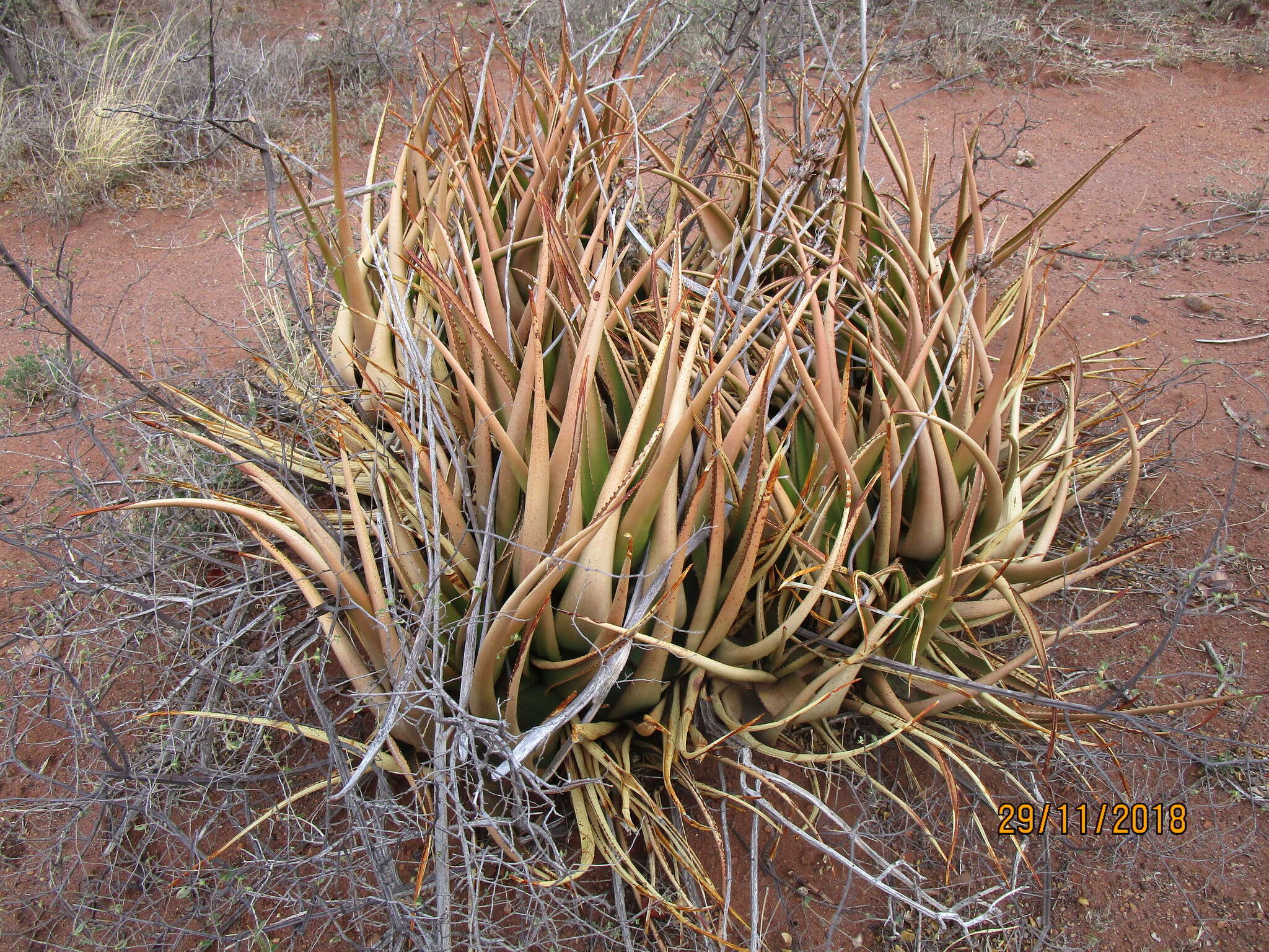 Image of Malapati aloe