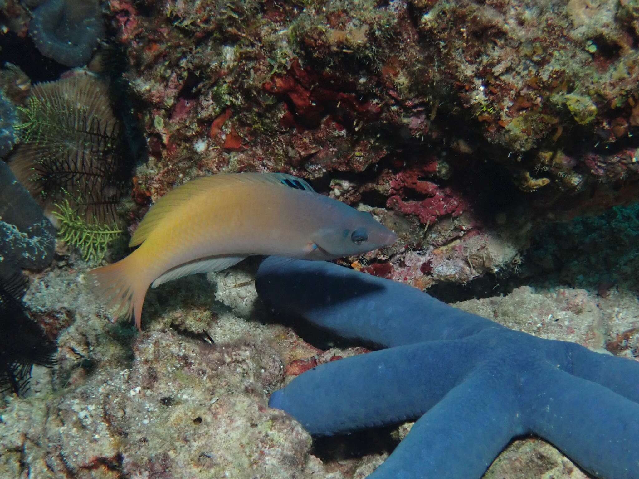 Image of Half-grey wrasse