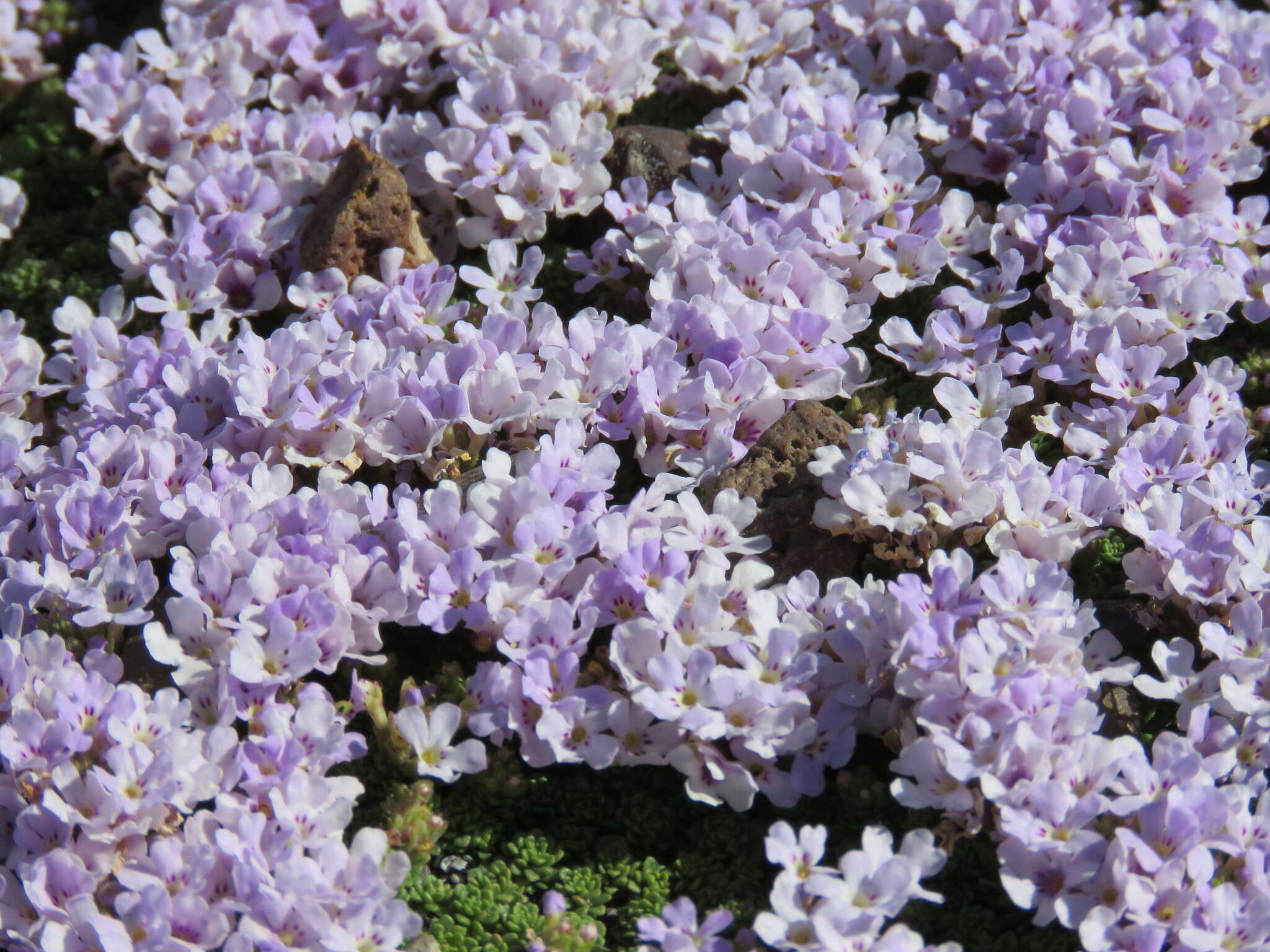 Sivun Junellia micrantha (Phil.) Moldenke kuva