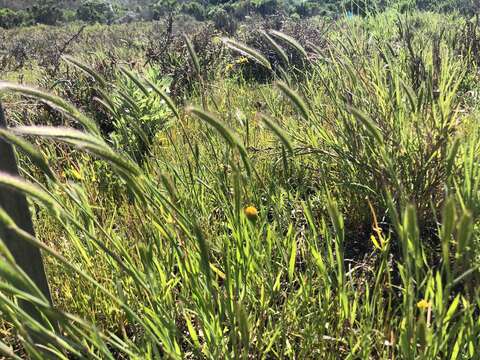 Hordeum depressum (Scribn. & J. G. Sm.) Rydb.的圖片