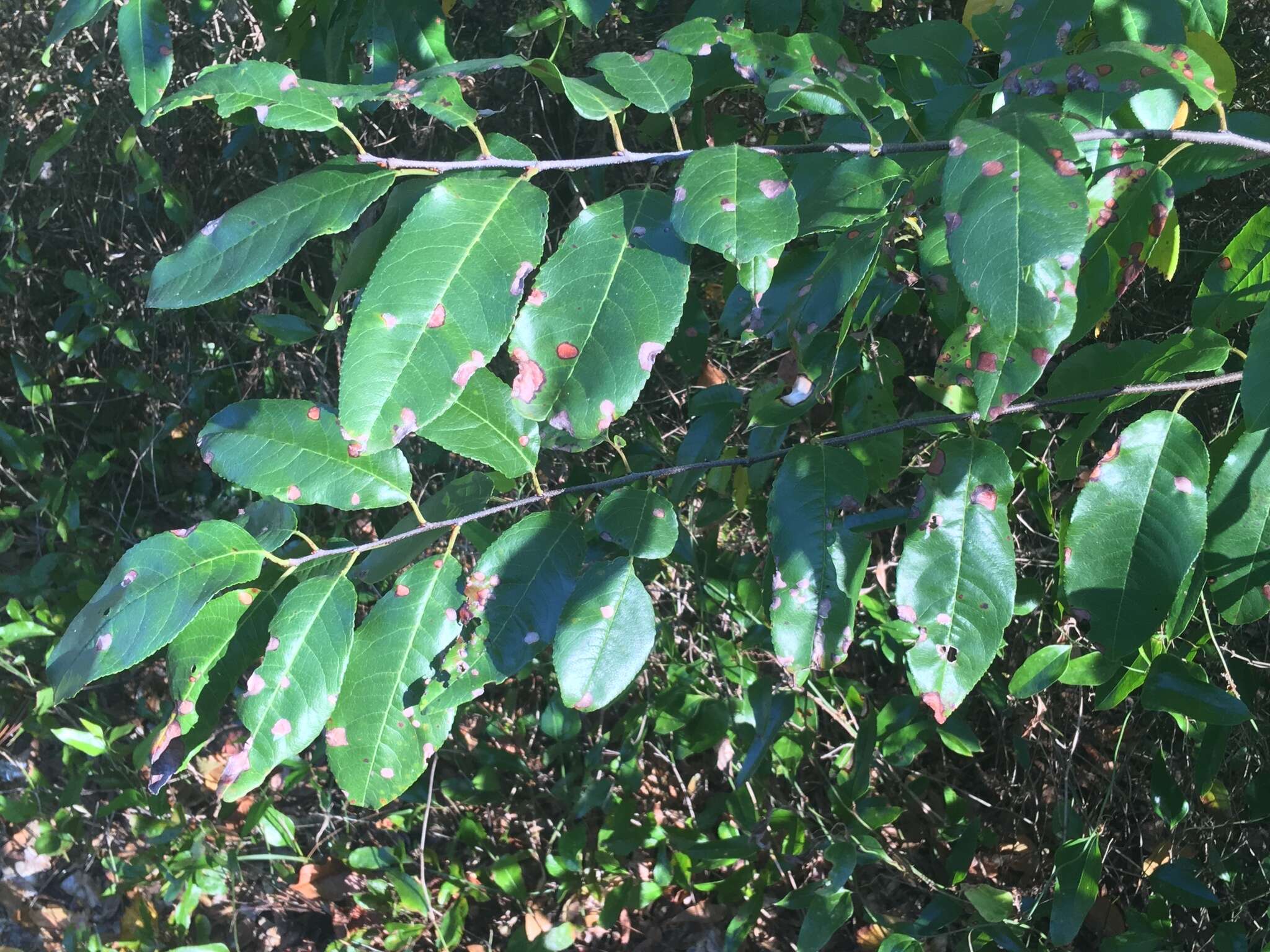 Image of Alabama cherry