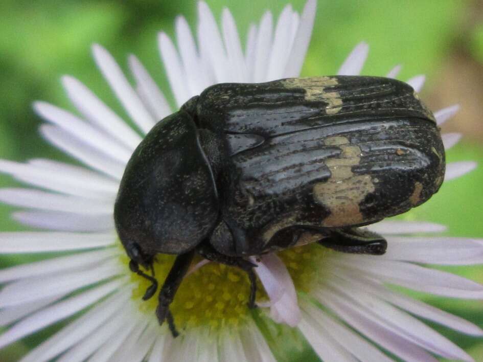 Glycyphana fulvistemma Motschulsky 1858 resmi