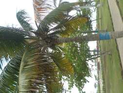 Image of coconut palm