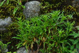 Слика од Erigeron morrisonensis Hayata