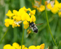 Image of Black-and-gray Leaf-cutter Bee