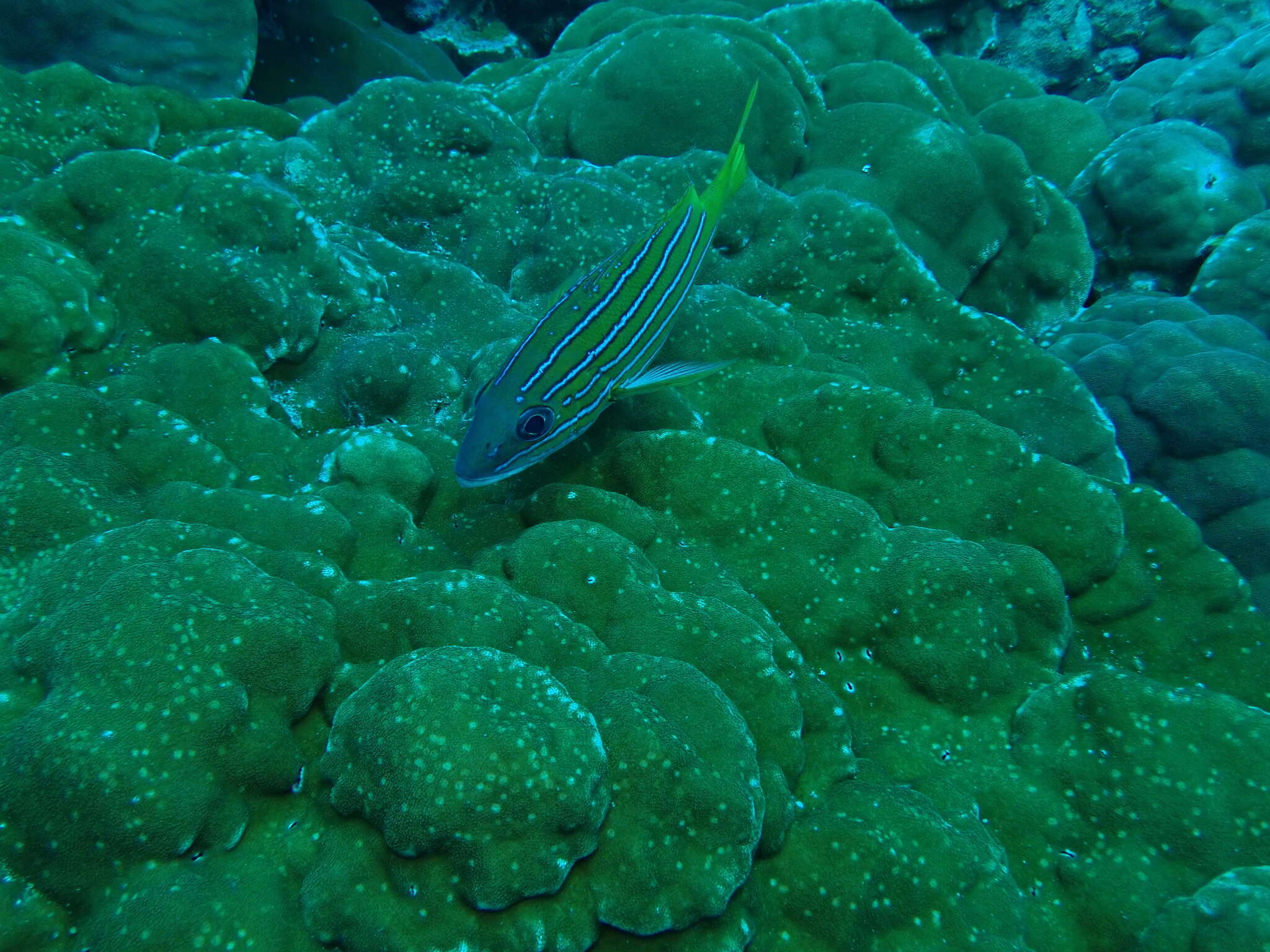 Image of Blue and gold snapper