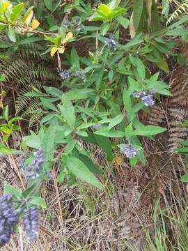 Image of Lepechinia salviifolia (Kunth) Epling