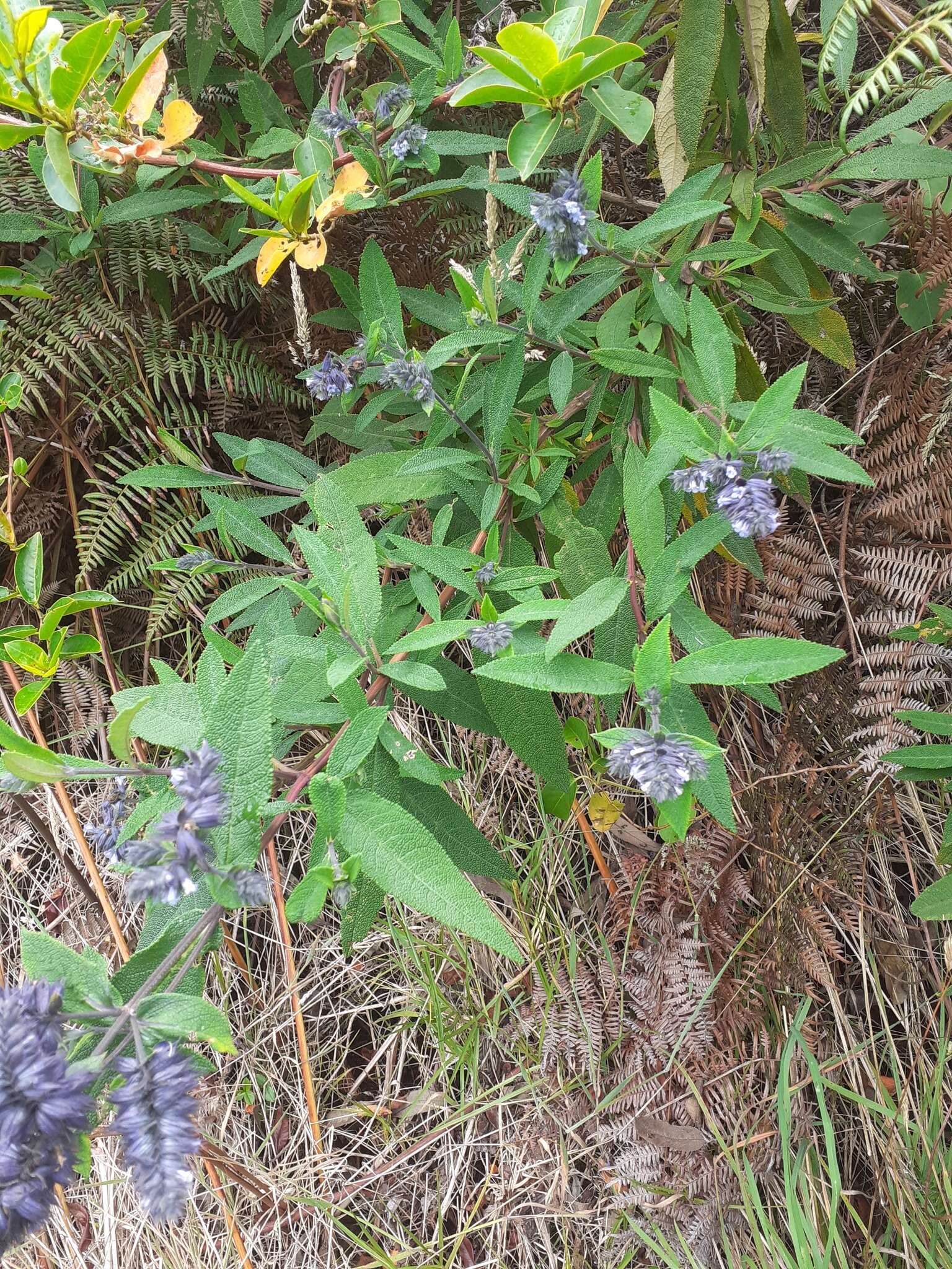 Image of Lepechinia salviifolia (Kunth) Epling