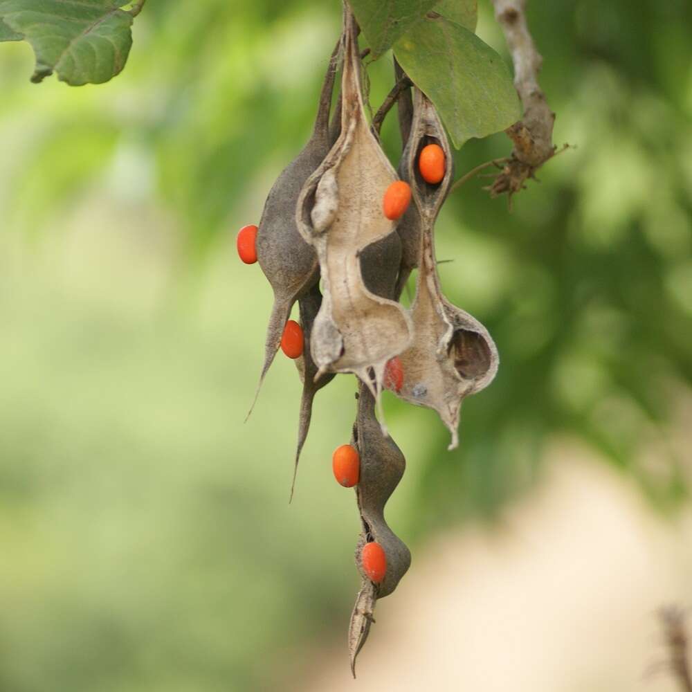 Image de Erythrina americana Mill.