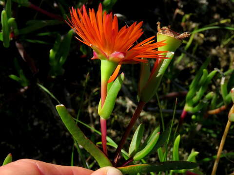 Image of Lampranthus aureus (L.) N. E. Br.