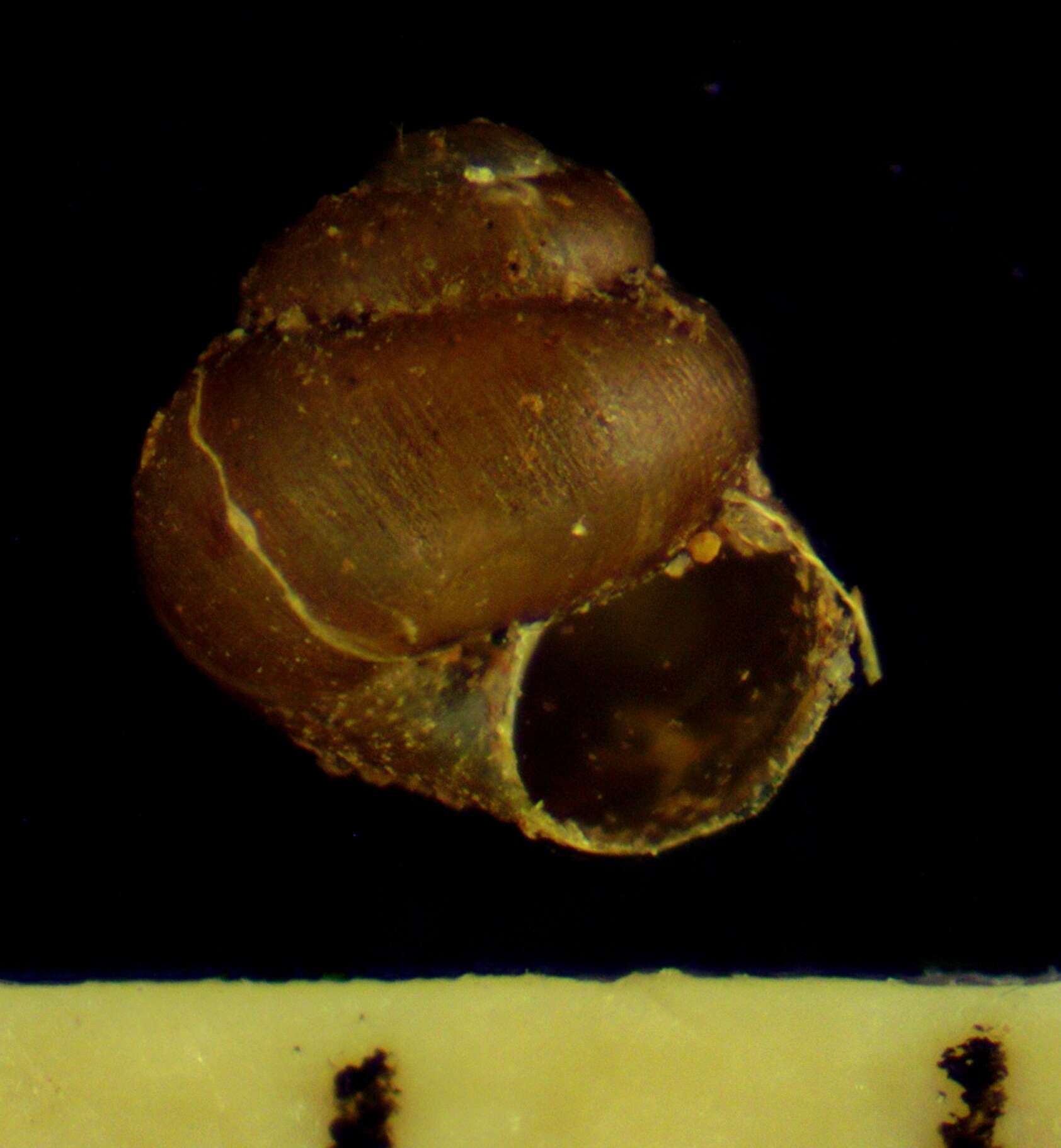 Imagem de Pupisoma macneilli (Clapp 1918)