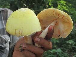 Image of Volvariella bombycina (Schaeff.) Singer 1951