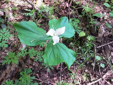 Image of Pacific trillium