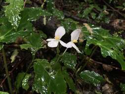 Image of Begonia ludicra A. DC.
