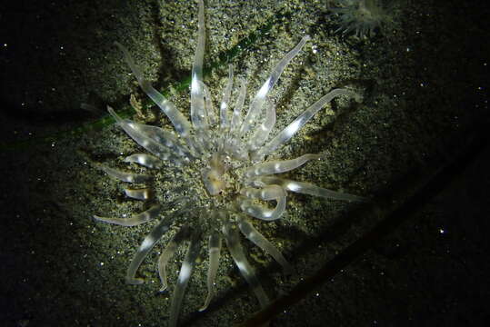 Image of giant burrowing anemone