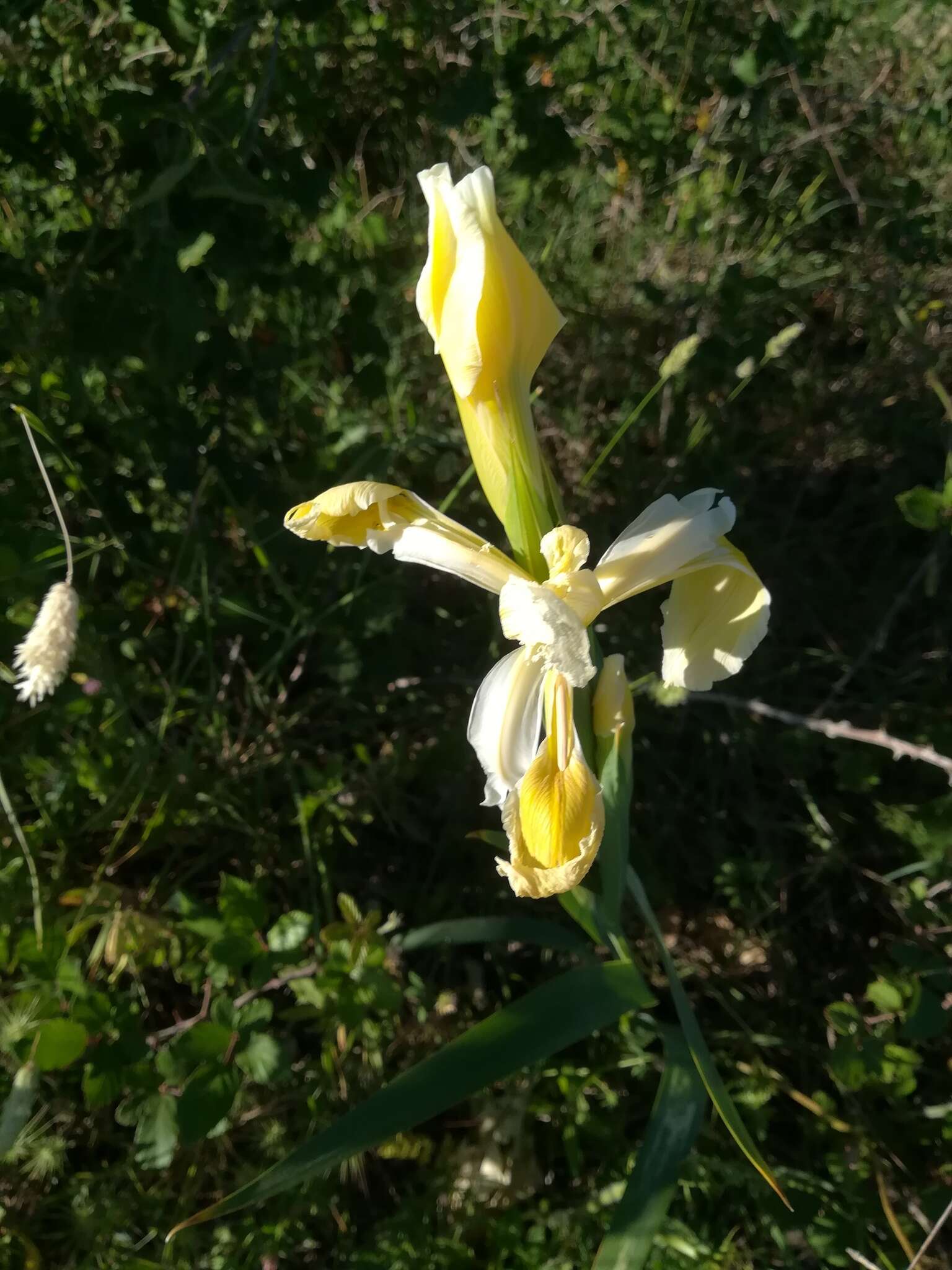 Image de Iris orientalis Mill.