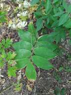 Слика од Polygonatum glaberrimum K. Koch