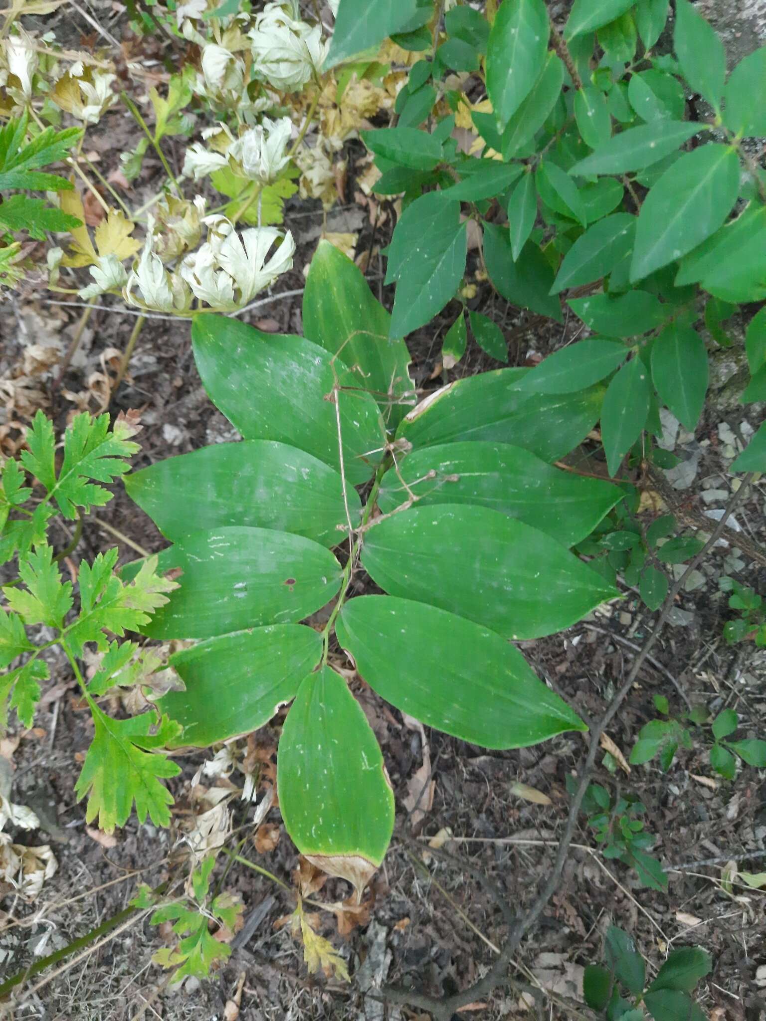 Слика од Polygonatum glaberrimum K. Koch