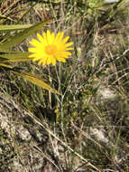 Image of Tracy's silkgrass