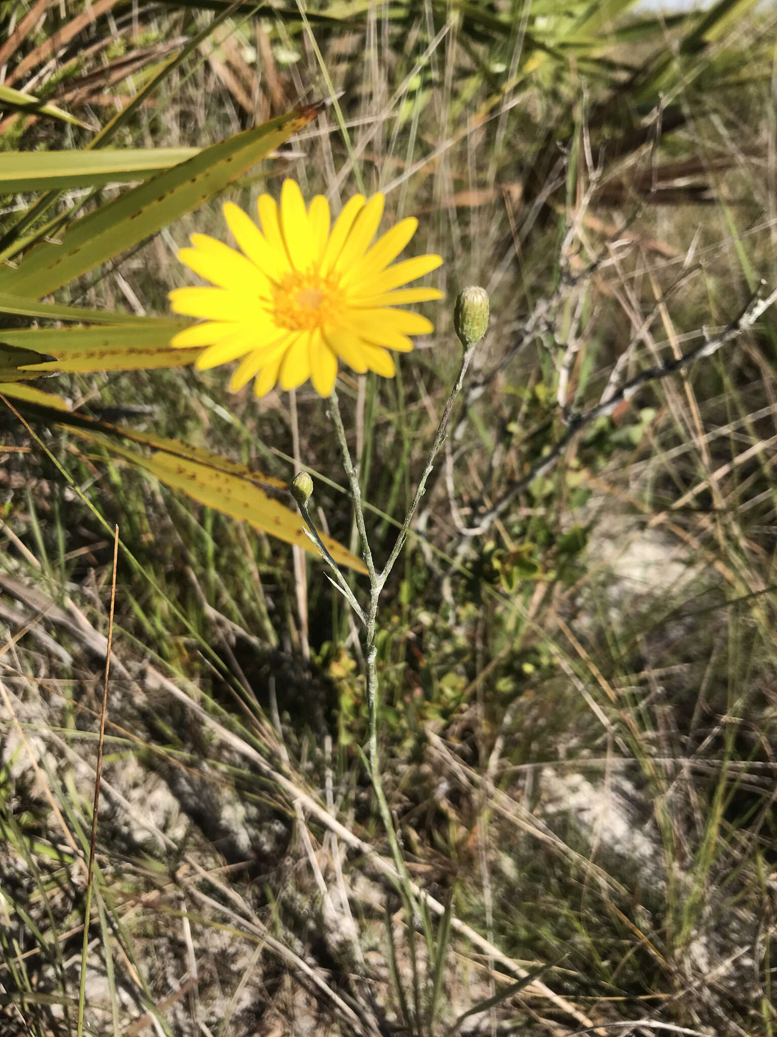 Imagem de Pityopsis graminifolia var. tracyi (Small) J. C. Semple