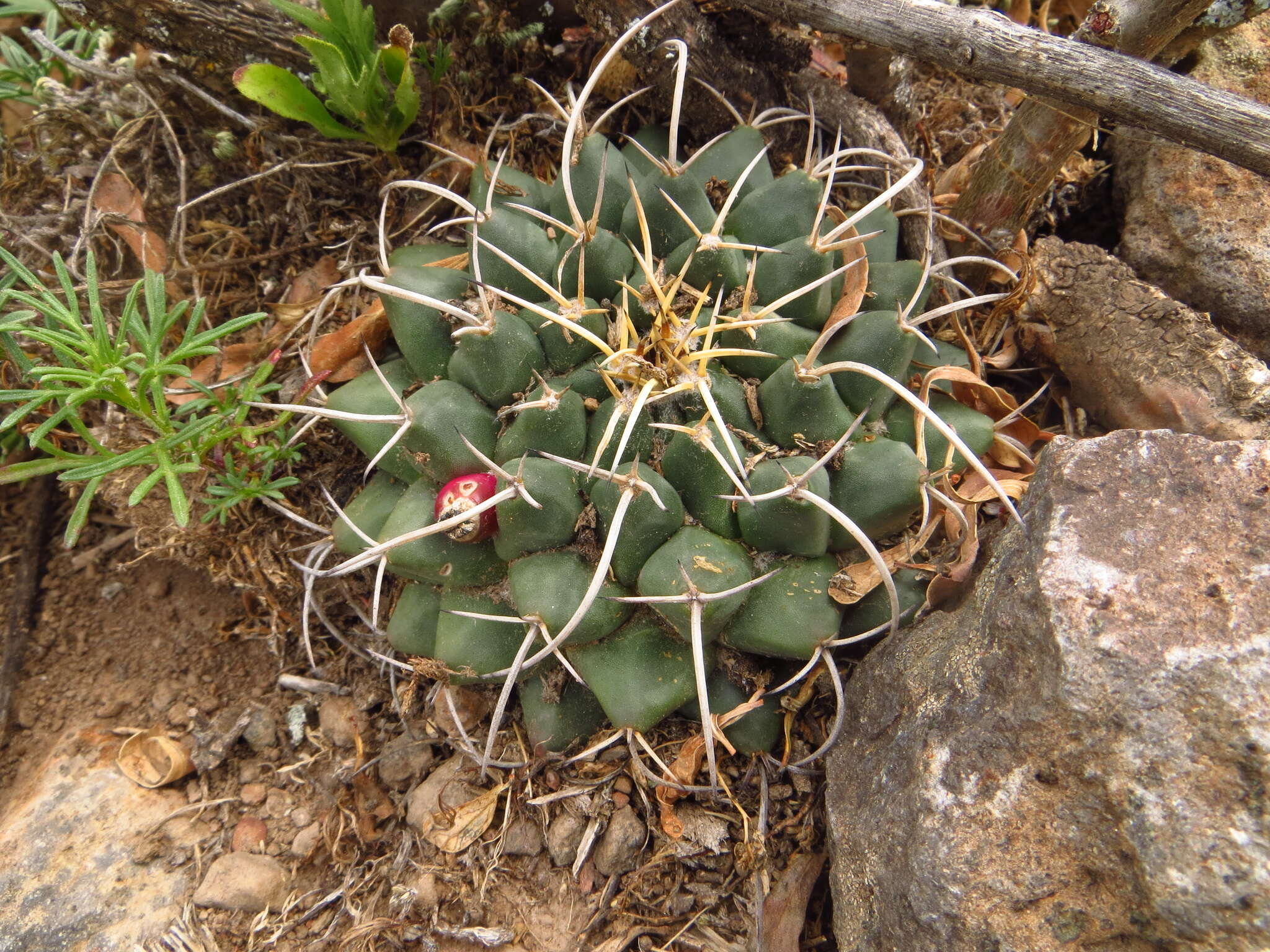 Plancia ëd Mammillaria magnimamma Haw.