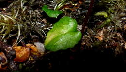 Image of Creeping forest orchid