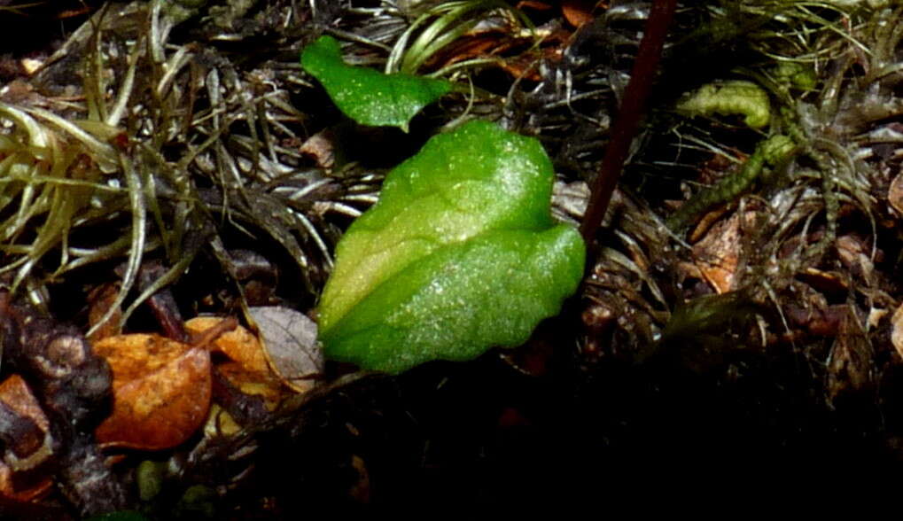 Image of Creeping forest orchid