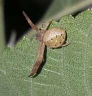 Image of Isaloides putus (O. Pickard-Cambridge 1891)