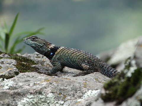 Image of Sceloporus torquatus Wiegmann 1828