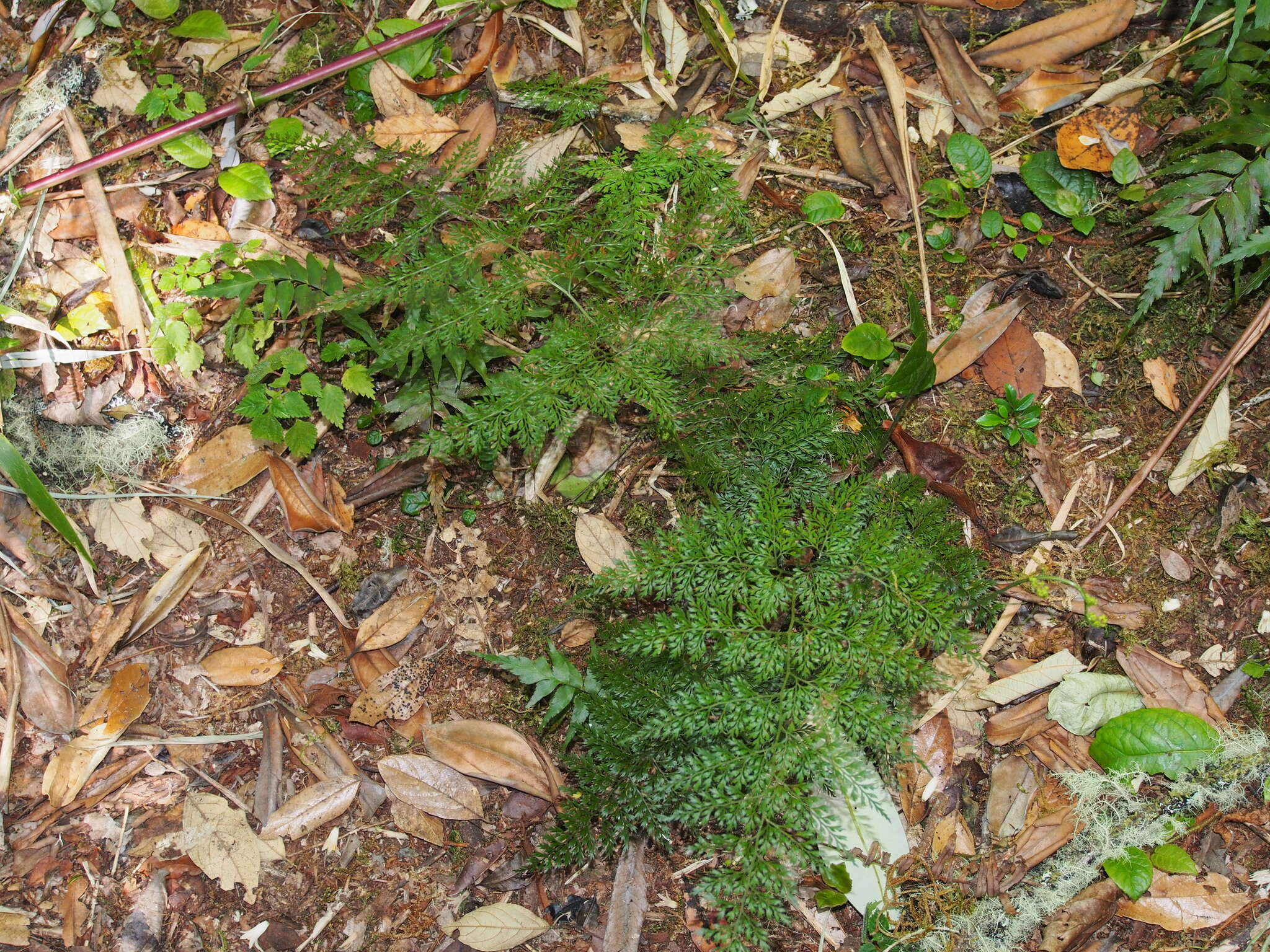 Arachniodes denticulata (Sw.) Ching的圖片