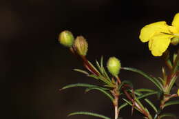Image of Hibbertia acerosa (DC.) Benth.