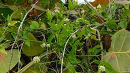 Image of yellow joyweed