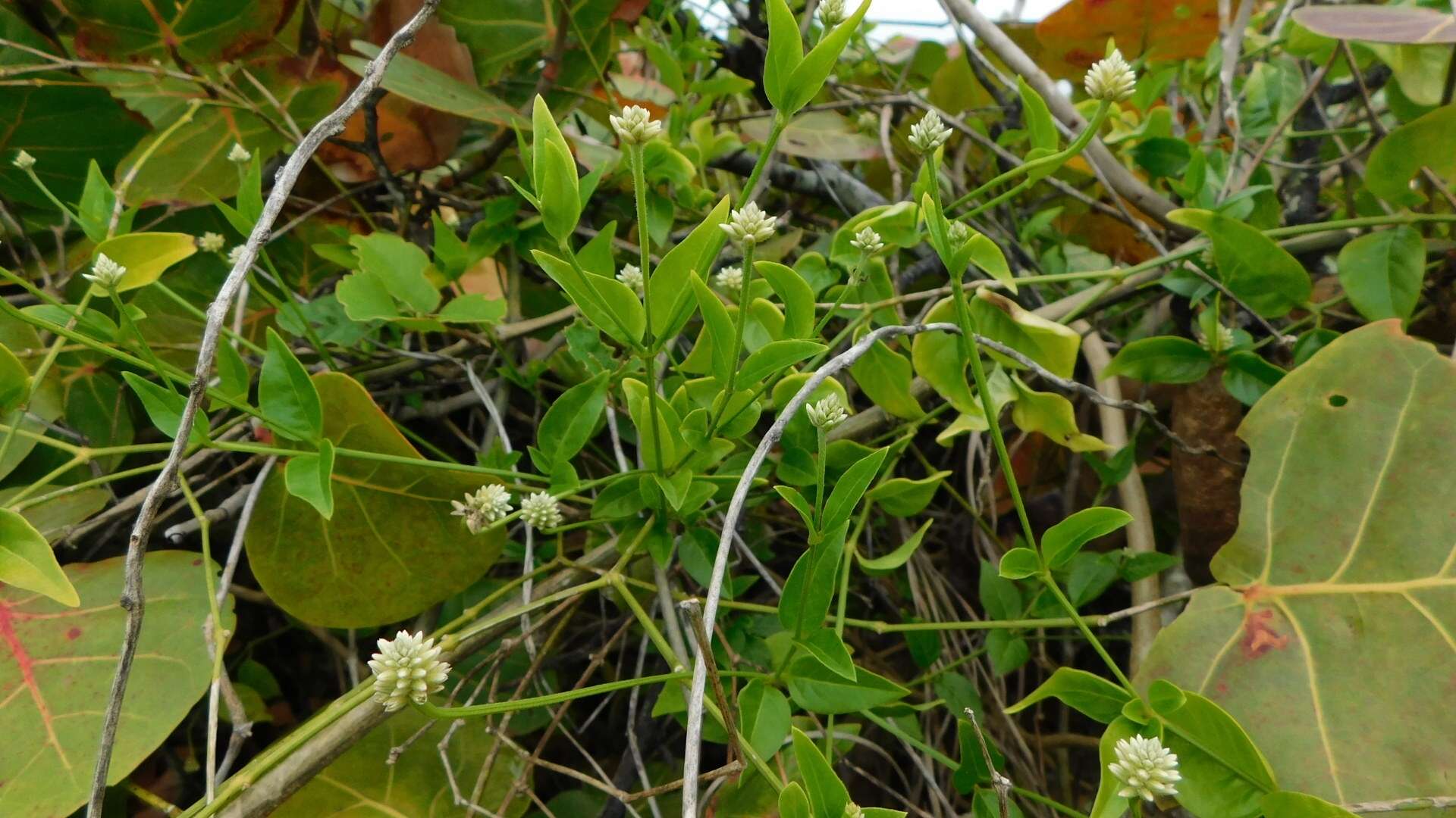 Image of yellow joyweed