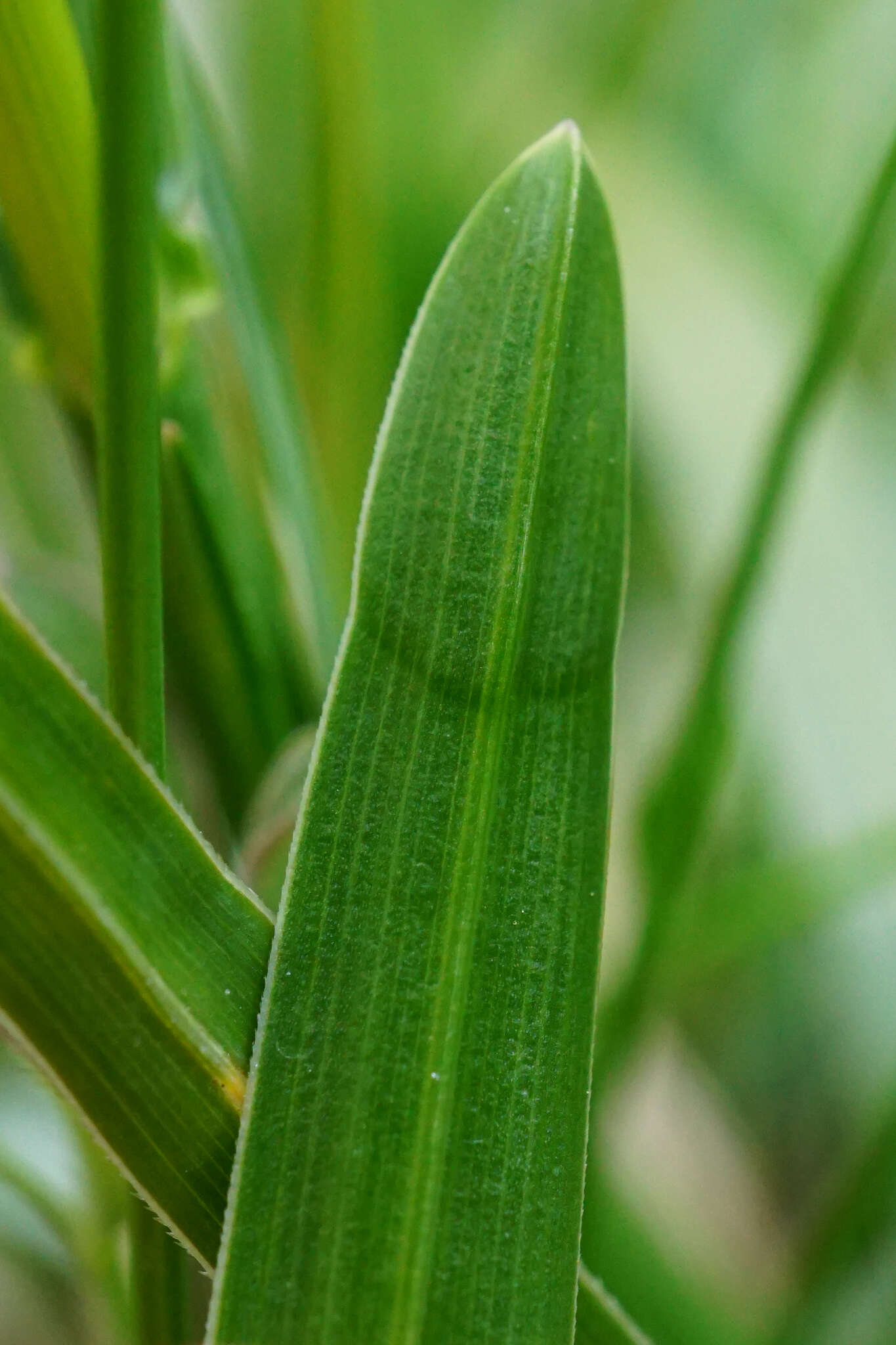 Imagem de Sesleria caerulea (L.) Ard.