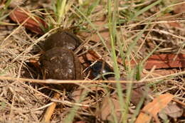 صورة Scarabaeus rusticus (Boheman 1857)